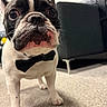 dog, french_bulldog, bow_tie, pet, animal, carpet, indoor, cute, close_up, black_and_white, face, ears, whiskers, floor, furniture, living_room, canine, domestic_animal, portrait, looking_up