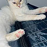 cat, kitten, white_fur, pink_paw_pads, stretching, quilt, blue_quilt, indoor, pet, cute, feline, animal, whiskers, ears, relaxed, close_up, young_cat, soft_fur, paw, curious