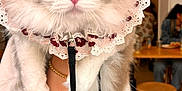 Perisa is registered to the contest to win money with this photo: cat, fluffy_cat, blue_eyes, lace_collar, indoor, cafe, wooden_stools, leash, person_holding_cat, white_fur, gray_fur, pink_nose, table, warm_lighting, blurred_background, decor, seated_people, hand, bracelet, portrait