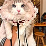 cat, fluffy_cat, blue_eyes, lace_collar, indoor, cafe, wooden_stools, leash, person_holding_cat, white_fur, gray_fur, pink_nose, table, warm_lighting, blurred_background, decor, seated_people, hand, bracelet, portrait