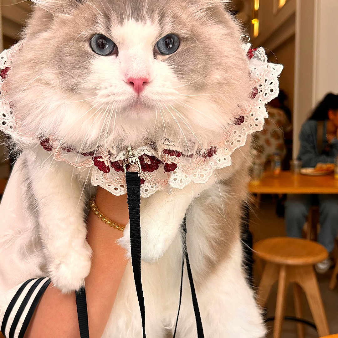 Perisa is registered to the contest to win money with this photo: blue_eyes, blurred_background, bracelet, cafe, cat, decor, fluffy_cat, gray_fur, hand, indoor, lace_collar, leash, person_holding_cat, pink_nose, portrait, seated_people, table, warm_lighting, white_fur, wooden_stools