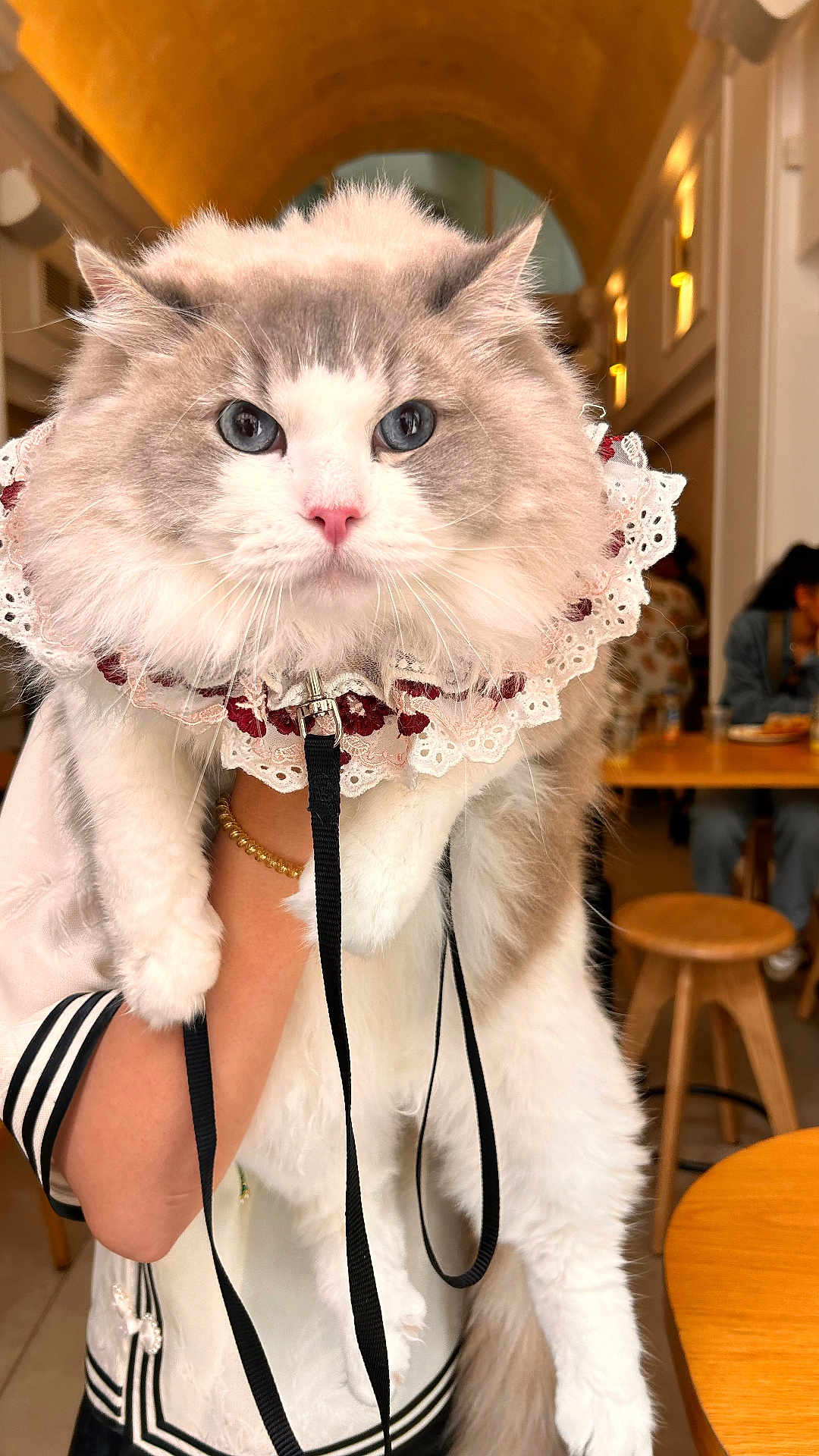 Perisa is registered to the contest to win money with this photo: cat, fluffy_cat, blue_eyes, lace_collar, indoor, cafe, wooden_stools, leash, person_holding_cat, white_fur, gray_fur, pink_nose, table, warm_lighting, blurred_background, decor, seated_people, hand, bracelet, portrait