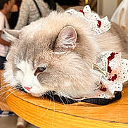 Perisa is registered to the contest to win money with this photo: cat, fluffy, lace_collar, table, indoor, people, blurred_background, portrait, animal, pet, resting, feline, cute, domestic_animal, whiskers, soft_fur, decorative, cozy, relaxed, closeup