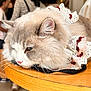 cat, fluffy, lace_collar, table, indoor, people, blurred_background, portrait, animal, pet, resting, feline, cute, domestic_animal, whiskers, soft_fur, decorative, cozy, relaxed, closeup