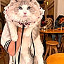 Perisa is registered to the contest to win money with this photo: cat, fluffy_cat, blue_eyes, lace_collar, person_holding_cat, indoor, cafe, wooden_table, wooden_stool, people, leash, white_fur, gray_fur, arched_ceiling, bracelet, casual_clothing, sitting, food, drink, relaxed