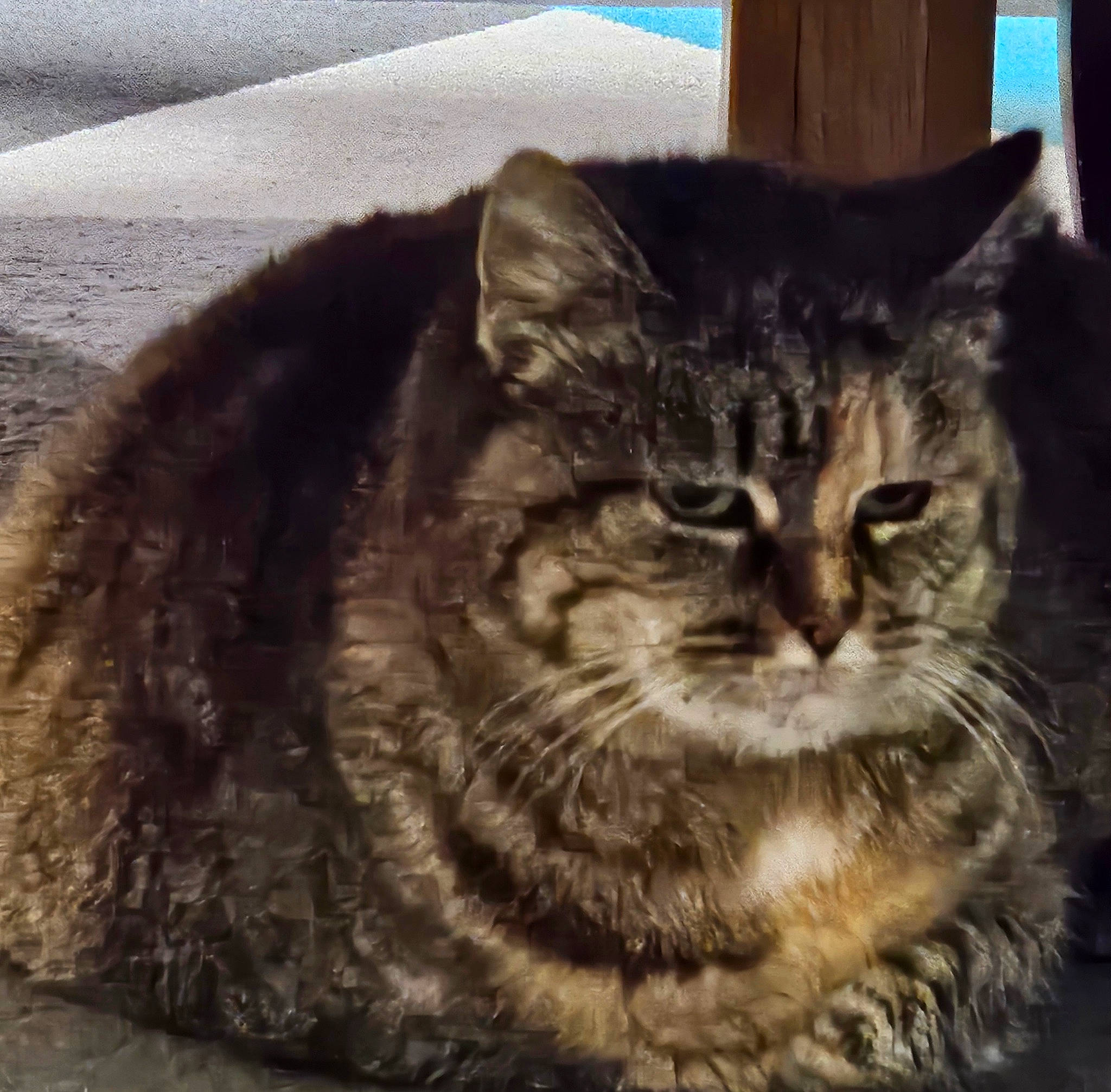 Fantine a rejoint le concours — aidez-le/la à gagner de superbes lots ! carnivore, cat, domestic_short_haired_cat, felidae, fur, iris, paw, sitting, small_to_medium_sized_cats, snout, square, terrestrial_animal, whiskers