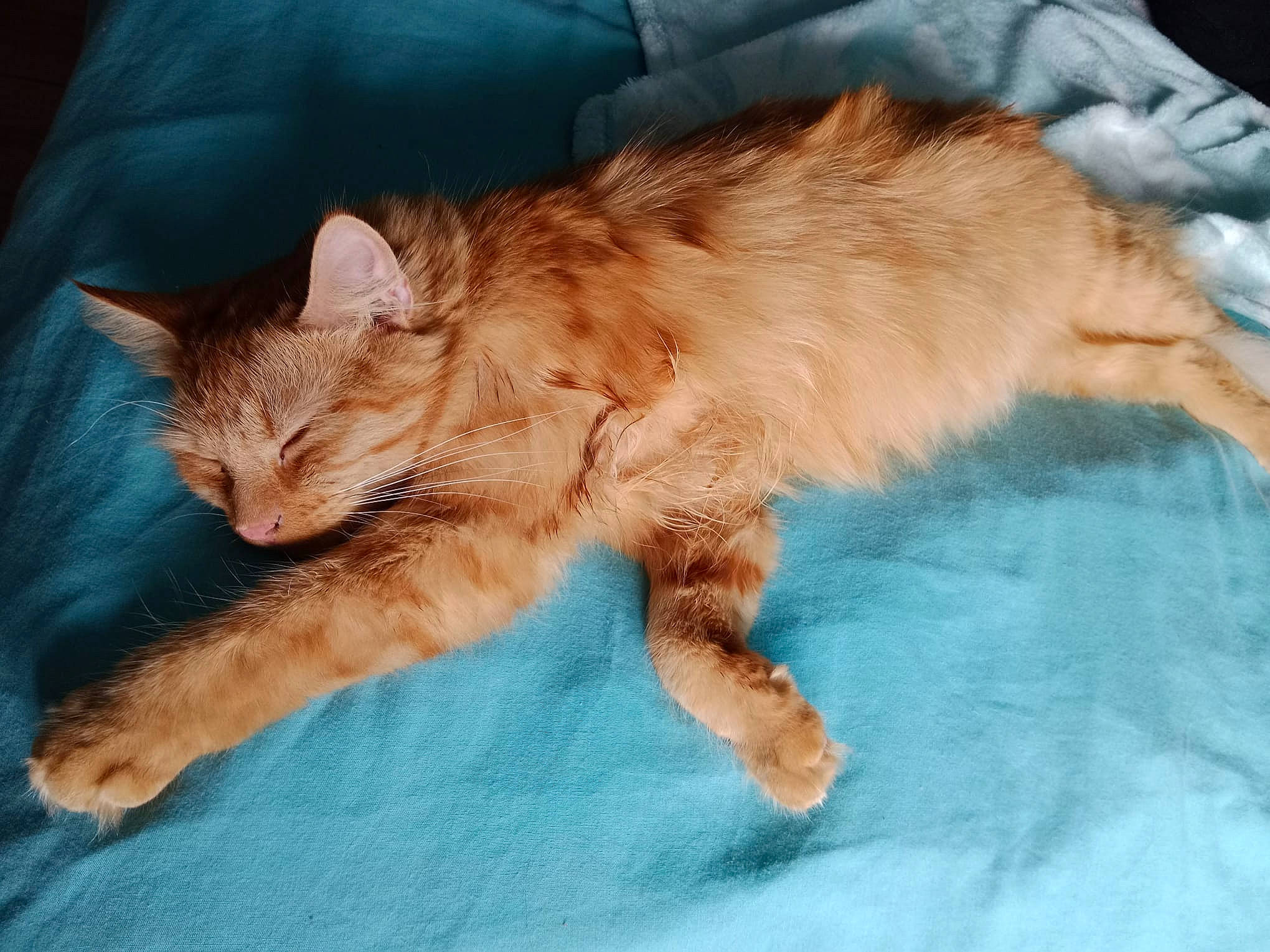 Savane participe au concours pour gagner de l'argent avec cette photo : carnivore, cat, cat_supply, claw, comfort, domestic_short_haired_cat, fawn, felidae, fur, gesture, nap, paw, sleep, small_to_medium_sized_cats, snout, tail, terrestrial_animal, whiskers