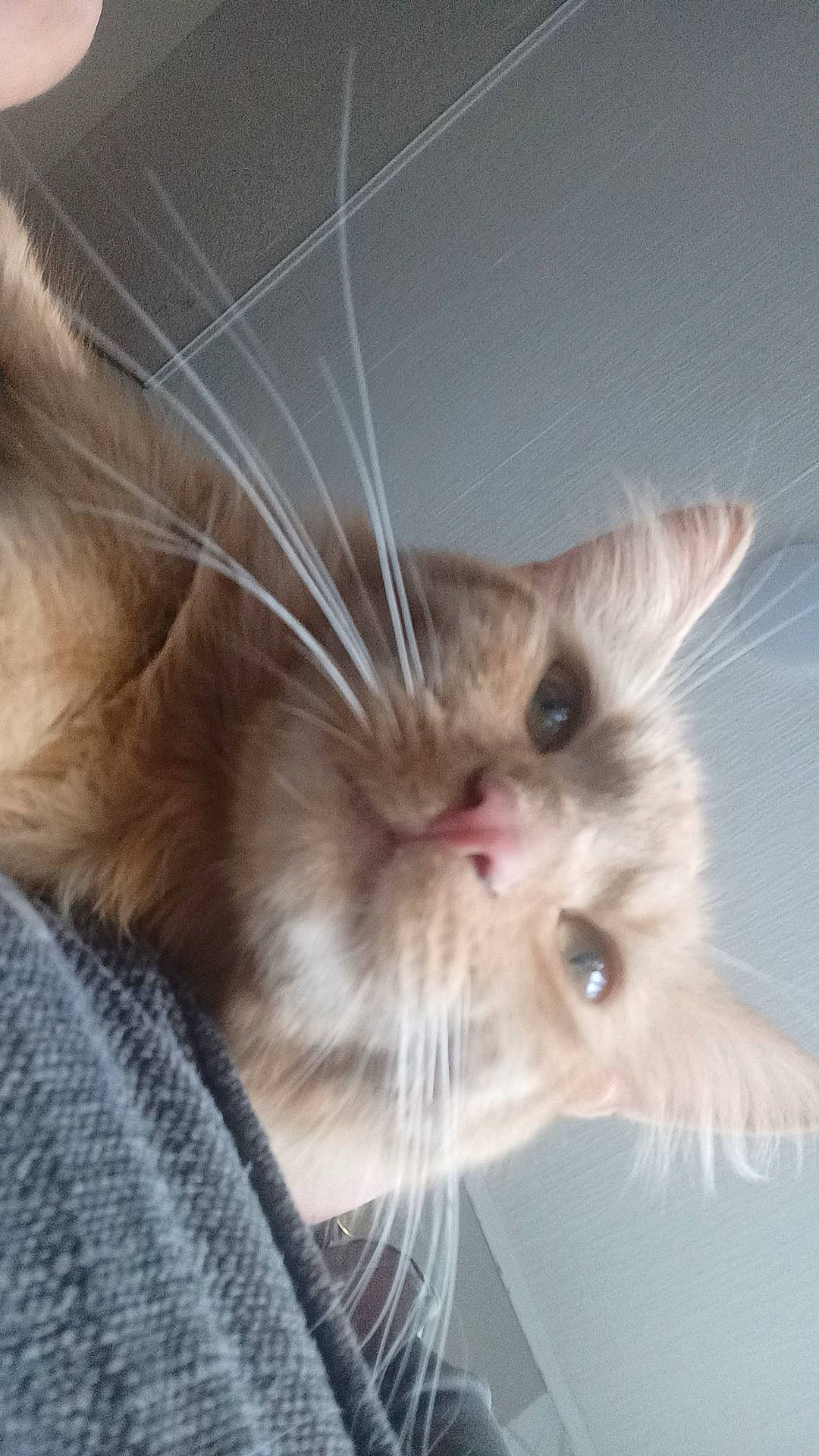 Savane participe au concours pour gagner de l'argent avec cette photo : carnivore, cat, claw, comfort, domestic_short_haired_cat, ear, eye, fawn, felidae, fur, head, paw, small_to_medium_sized_cats, snout, tail, whiskers, window