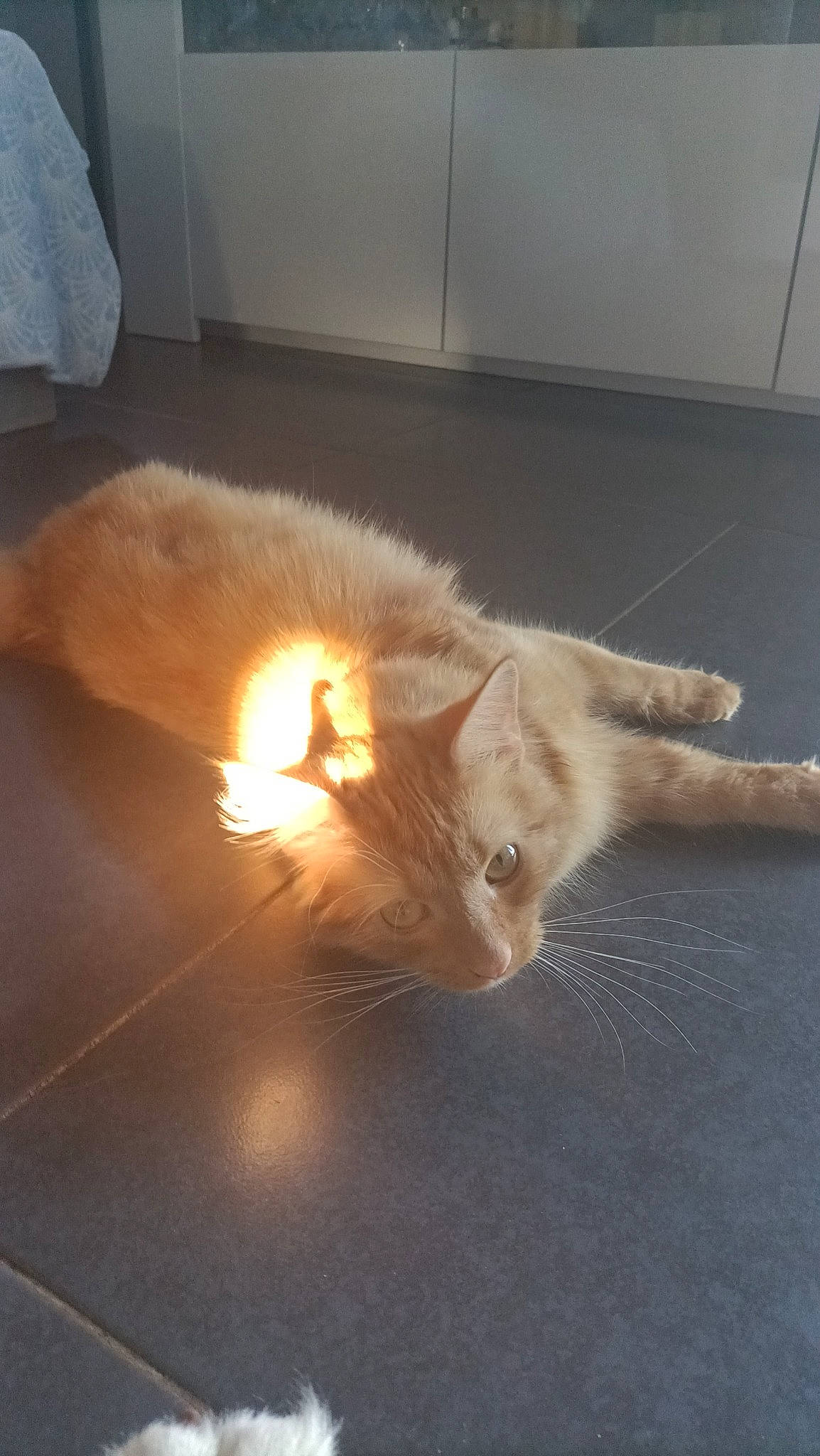 Savane a rejoint le concours — aidez-le/la à gagner de superbes lots ! canidae, carnivore, cat, claw, companion_dog, domestic_short_haired_cat, fawn, felidae, floor, flooring, fur, hardwood, paw, small_to_medium_sized_cats, snout, sporting_group, tail, whiskers, wood