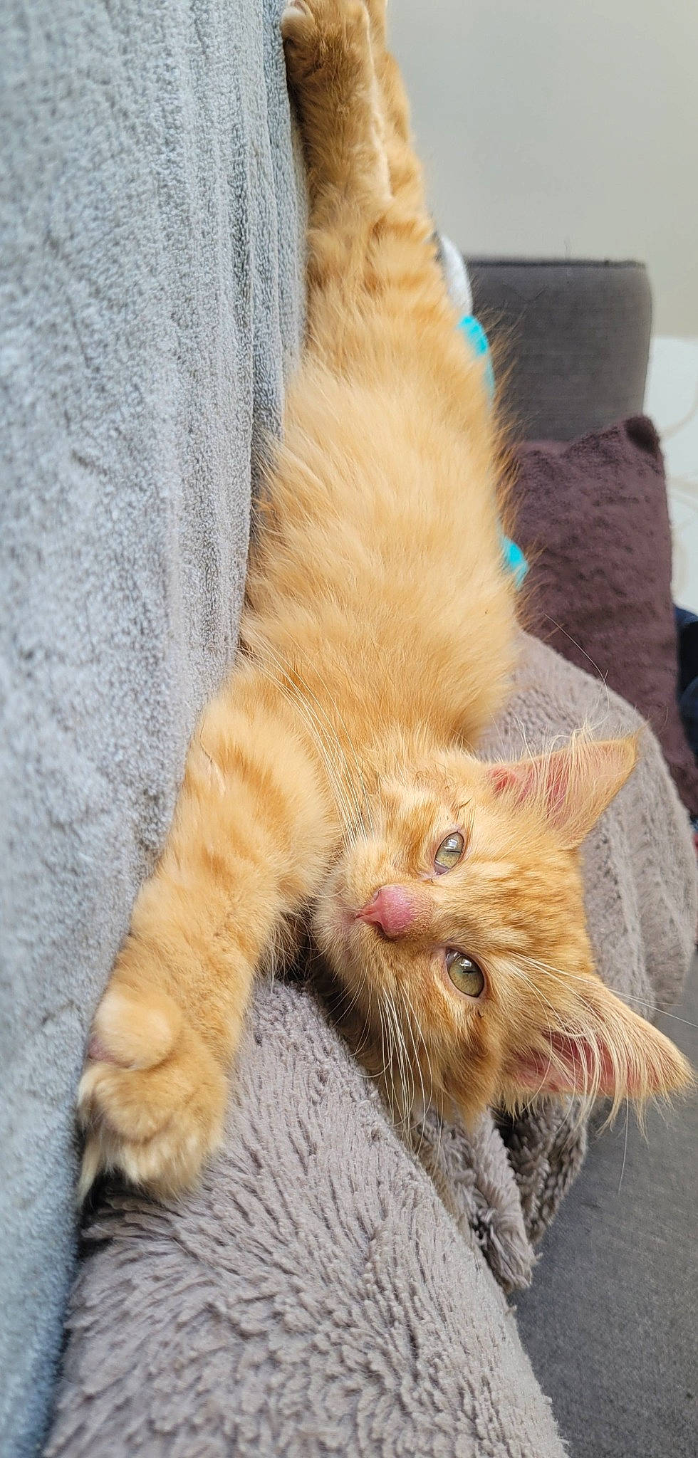 Savane a rejoint le concours — aidez-le/la à gagner de superbes lots ! carnivore, cat, claw, domestic_short_haired_cat, fawn, felidae, fur, human_leg, paw, small_to_medium_sized_cats, snout, tail, terrestrial_animal, whiskers, window, wood