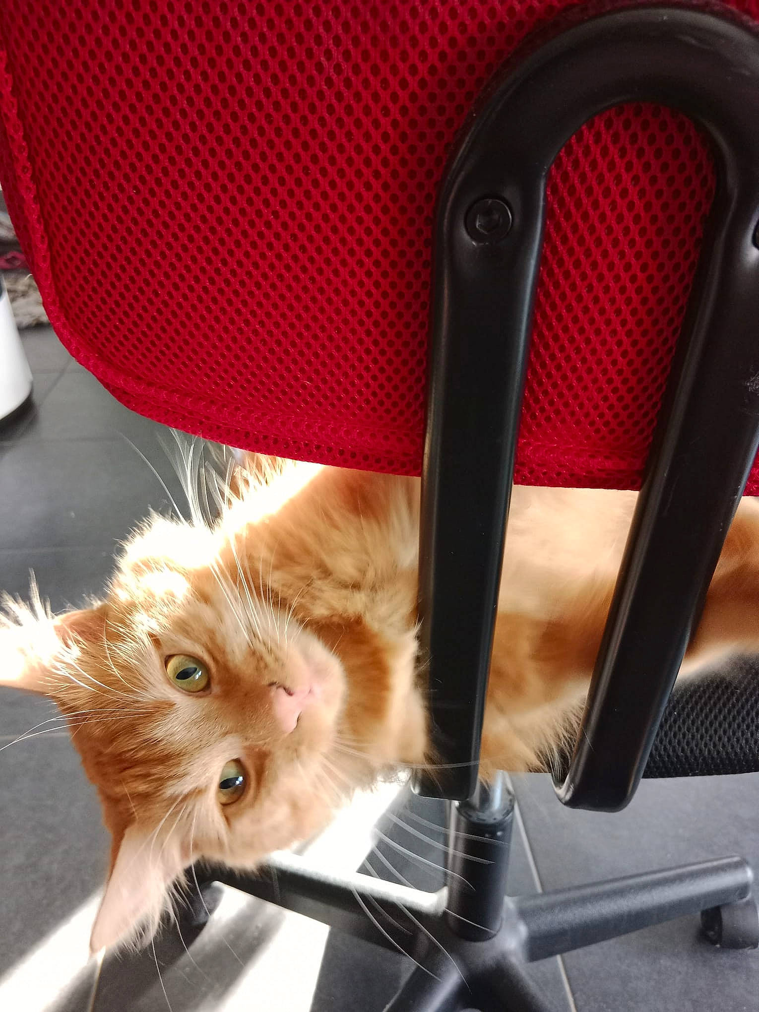 Savane a rejoint le concours — aidez-le/la à gagner de superbes lots ! auto_part, bag, baggage, car_seat, carnivore, cat, chair, comfort, domestic_short_haired_cat, fawn, felidae, fur, luggage_and_bags, orange, paw, small_to_medium_sized_cats, snout, tail, whiskers, window