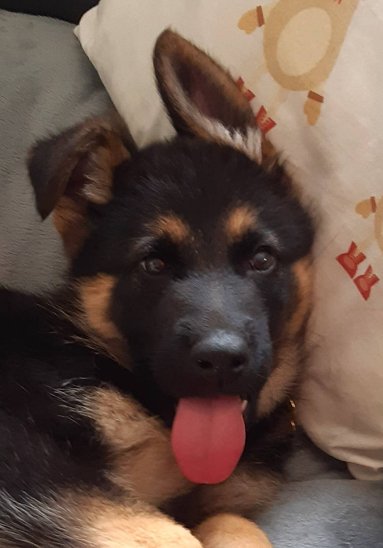 Pêche a rejoint le concours — aidez-le/la à gagner de superbes lots ! belgian_shepherd_malinois, bohemian_shepherd, canidae, carnivore, dog, dog_breed, east_european_shepherd, fawn, german_shepherd_dog, king_shepherd, mammal, norwegian_elkhound, old_german_shepherd_dog, puppy, rare_breed_dog, shiloh_shepherd_dog, snout, vertebrate