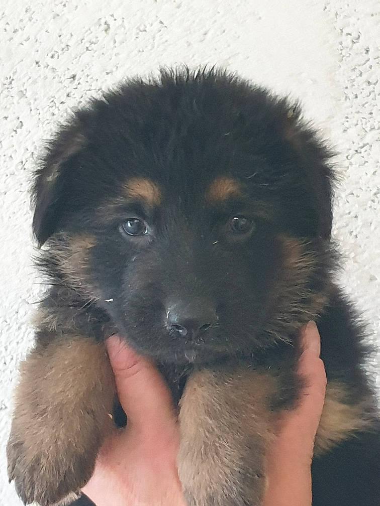 Pêche participe au concours pour gagner de l'argent avec cette photo : bohemian_shepherd, canidae, carnivore, caucasian_shepherd_dog, dog, dog_breed, german_shepherd_dog, herding_dog, mammal, old_german_shepherd_dog, puppy, rare_breed_dog, snout, vertebrate