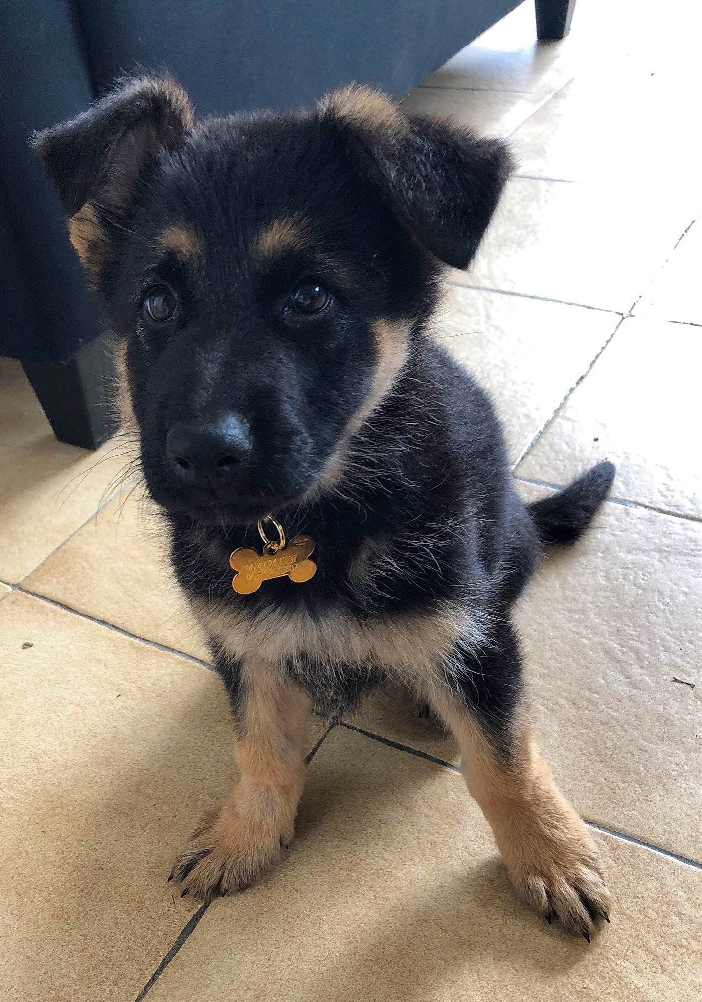 Pêche a rejoint le concours — aidez-le/la à gagner de superbes lots ! black_and_tan_terrier, canidae, carnivore, companion_dog, dog, dog_breed, fawn, german_shepherd_dog, mammal, puppy, rare_breed_dog, snout, sporting_group, street_dog, vertebrate, working_dog