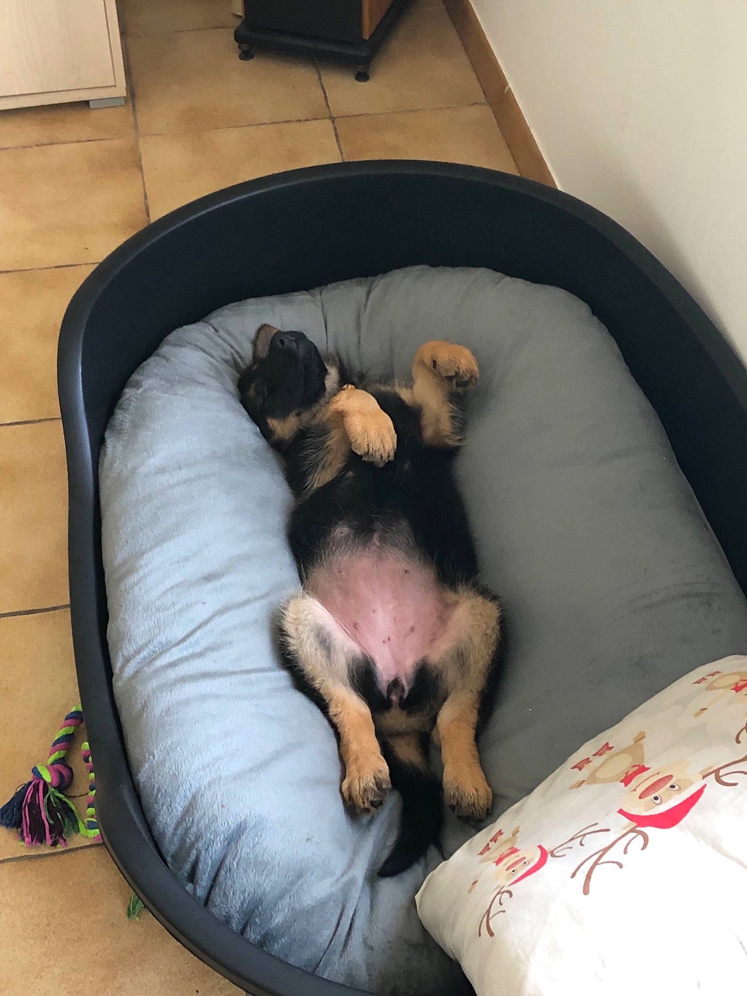 Pêche a rejoint le concours — aidez-le/la à gagner de superbes lots ! border_terrier, canidae, carnivore, comfort, companion_dog, dog, dog_bed, dog_breed, nap, paw, puppy, puppy_love, toy_dog