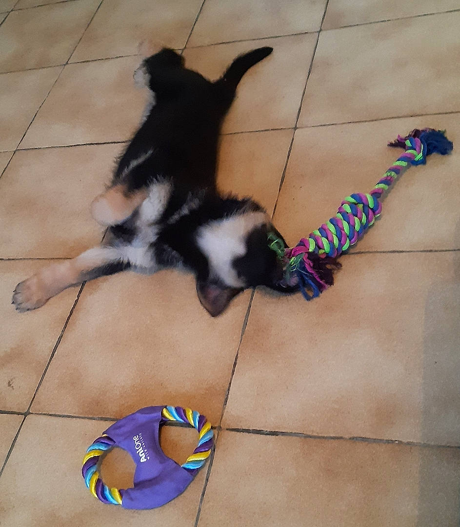 Pêche a rejoint le concours — aidez-le/la à gagner de superbes lots ! canidae, carnivore, cat, dog, dog_breed, fawn, felidae, paw, small_to_medium_sized_cats, sporting_group, tail