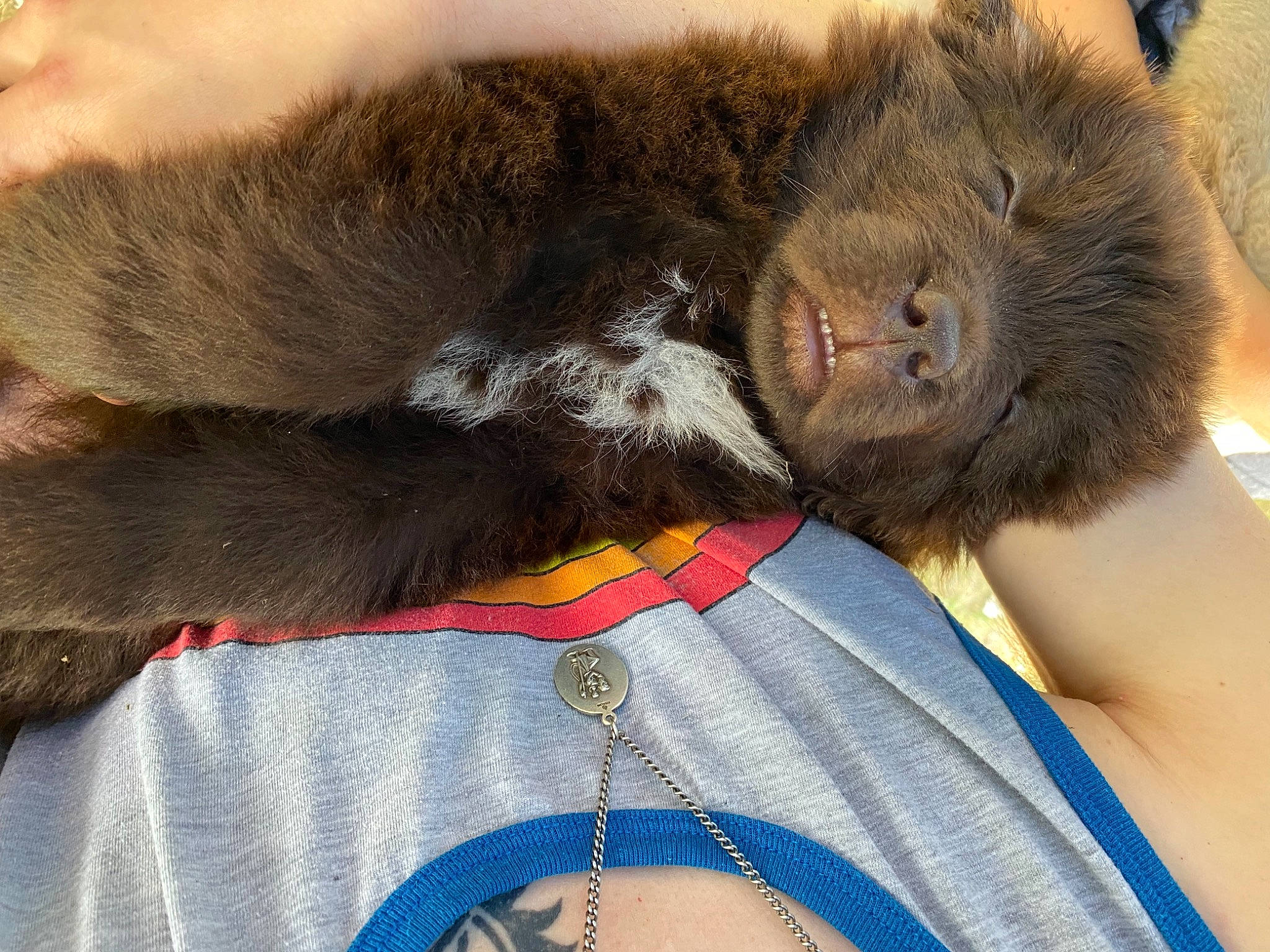 Thor is registered to the contest to win money with this photo: carnivore, cat, chest, claw, comfort, dog_breed, domestic_short_haired_cat, felidae, fur, gesture, liver, nap, paw, primate, small_to_medium_sized_cats, snout, sporting_group, tail, terrestrial_animal, whiskers