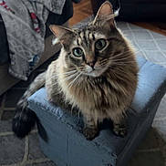 Maggie is registered to the contest to win money with this photo: blanket, cat, couch, cozy, curious, feline, floof, fur, green_eyes, indoor, living_room, ottoman, paws, pet, portrait, rug, sitting, tabby_cat, tail, whiskers