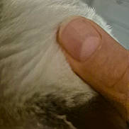 Kaya participe au concours pour gagner de l'argent avec cette photo : thumb, finger, white_fur, gray_fur, closeup, indoor, skin, hand, animal_fur, texture, fingernail, soft, touch, pet, domestic_animal, blur, macro, human, gentle, background