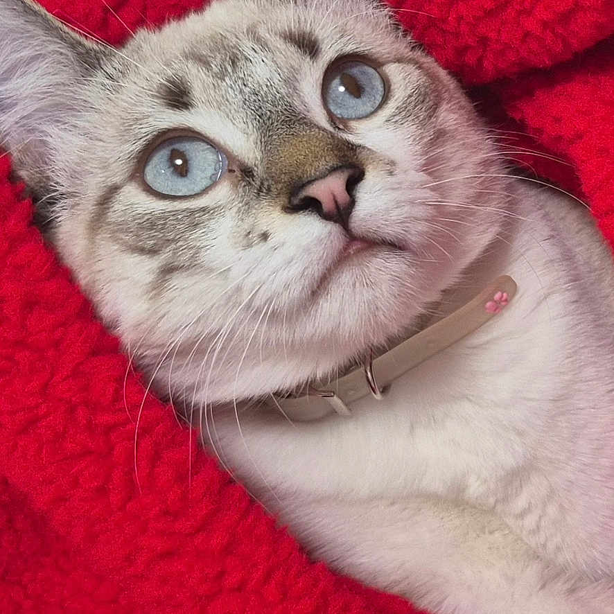 Kaya participe au concours pour gagner de l'argent avec cette photo : animal, blue_eyes, cat, close_up, collar, cozy, cute, domestic_cat, feline, floral_background, fur, indoor, looking_up, pet, pink_nose, portrait, red_blanket, relaxed, soft_texture, whiskers