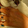 Kaya participe au concours pour gagner de l'argent avec cette photo : cat, blue_eyes, hand, rings, fur, close_up, pet, animal, whiskers, face, portrait, indoor, gentle, holding, domestic_cat, feline, muzzle, ears, human_hand, calm