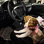 Ellie is registered to the contest to win money with this photo: dog, puppy, car_interior, steering_wheel, seat, pink_harness, window, rain, dashboard, black_seat_cover, pet, animal, curious, indoor, vehicle, front_seat, brown_and_white, canine, night, cozy