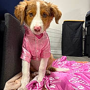 Ellie joined the competition — help win amazing prizes! puppy, dog, pet, pink_pajamas, blanket, indoor, floor, cute, sitting, fur, ears, tail, canine, young, adorable, cozy, soft, domestic, animal, looking