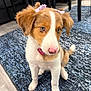 Ellie is registered to the contest to win money with this photo: puppy, dog, pink_nose, bow, ears, indoor, carpet, blue_rug, pet_collar, curious, sitting, young_dog, floor, wood_floor, domestic_animal, animal, cute, fur, brown_and_white, pet