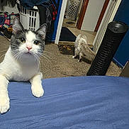 Francisco is registered to the contest to win money with this photo: cat, cat_face, white_cat, grey_cat, pet, indoor, bed, blue_bed_sheet, laundry_basket, clothes, fan, carpet, doorway, room, whiskers, paws, curious, close_up, two_cats, messy_room