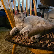 Bianca joined the competition — help win amazing prizes! cat, feline, pet, sleeping, nap, chair, wooden_chair, cushion, leopard_print, paw, paw_pads, tail, whiskers, indoor, living_room, carpet, furniture, cozy, relaxed, portrait