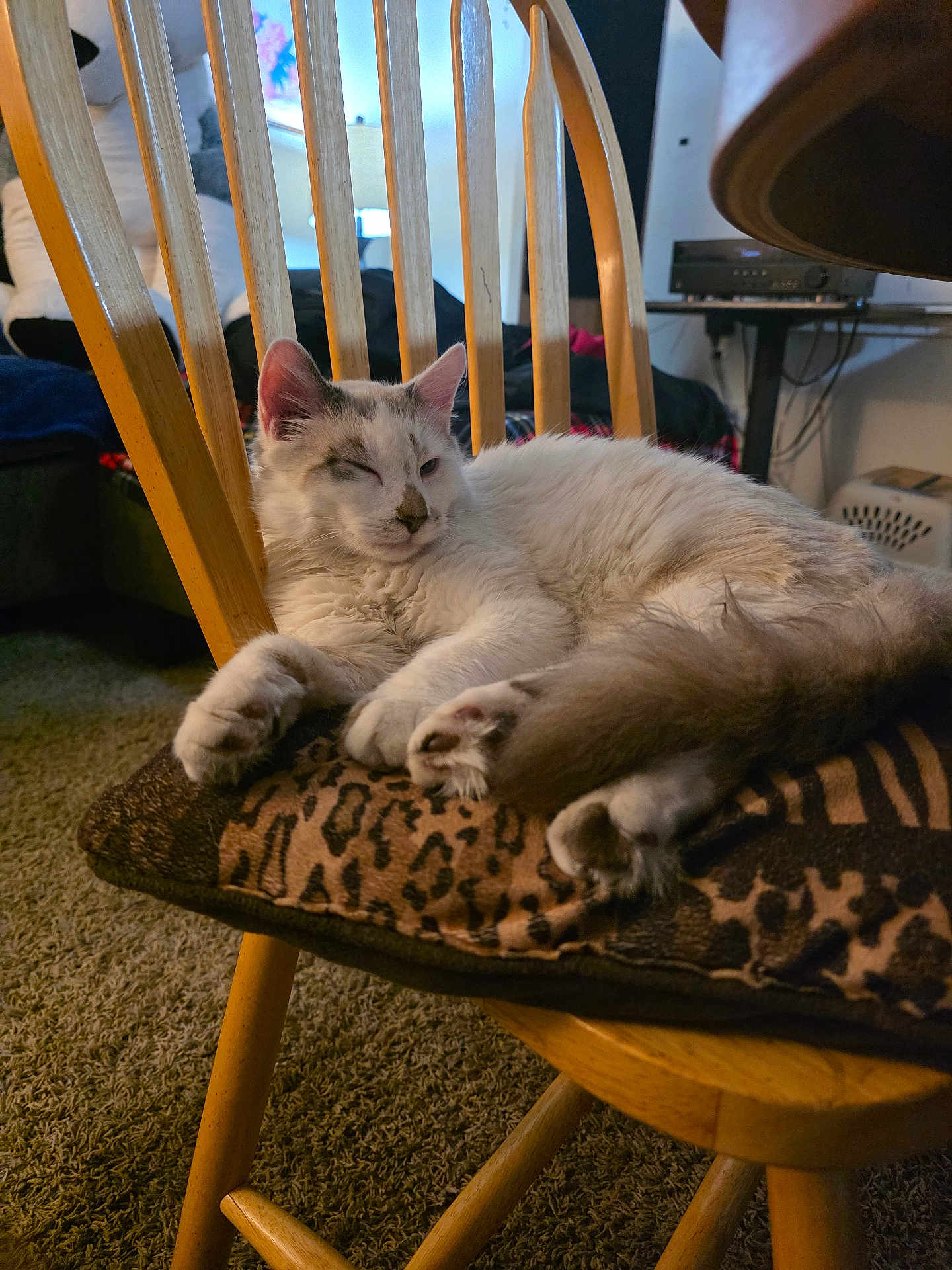 Bianca joined the competition — help win amazing prizes! cat, feline, pet, sleeping, nap, chair, wooden_chair, cushion, leopard_print, paw, paw_pads, tail, whiskers, indoor, living_room, carpet, furniture, cozy, relaxed, portrait