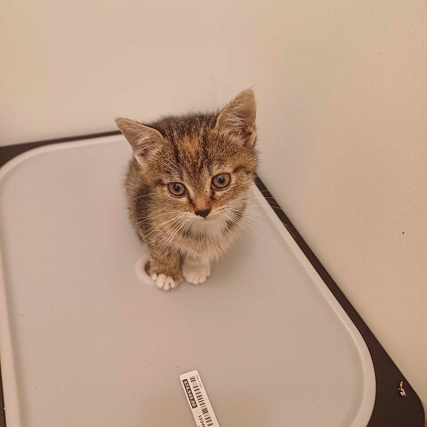 Nala a rejoint le concours — aidez-le/la à gagner de superbes lots ! abyssinian, animal, bathroom, cat, computer, computerhardware, electronics, furniture, hardware, indoors, kitten, laptop, manx, modem, monitor, pc, pet, scale, screen, table