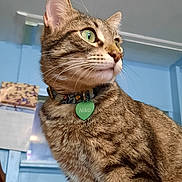 Niko joined the competition — help win amazing prizes! cat, tabby, pet, indoor, collar, tag, green_eyes, fur, close_up, side_profile, animal, domestic_cat, whiskers, portrait, looking_away, blue_background, window, calendar, floral_collar, indoor_lighting