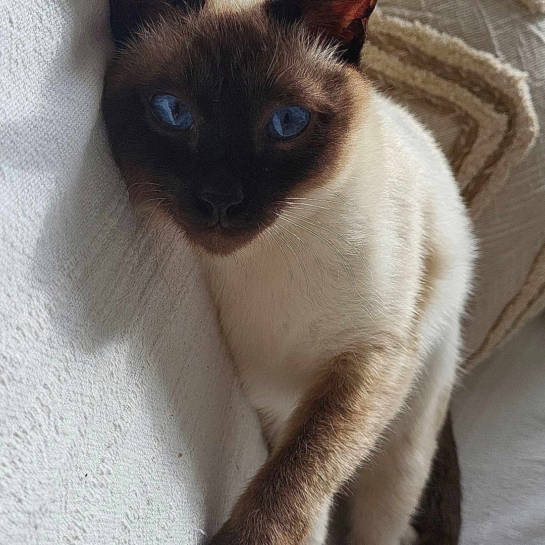 Uba a rejoint le concours — aidez-le/la à gagner de superbes lots ! animal, cat, kitten, pet, siamese