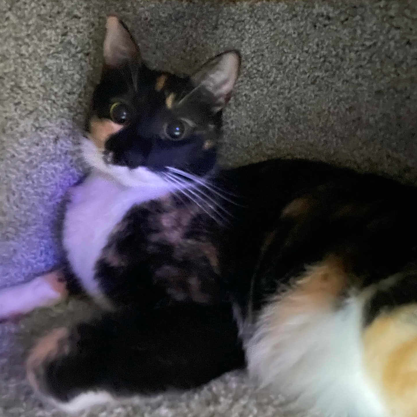 Minnie is registered to the contest to win money with this photo: abyssinian, angora, animal, blackcat, brasssection, canine, cat, dog, horn, hound, indoors, kitten, manx, musicalinstrument, person, pet, purple, rock, siamese, sleeping