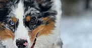 Zeppelin is registered to the contest to win money with this photo: dog, australian_shepherd, snow, tongue_out, blue_eye, brown_eye, playful, winter, fur, outdoor, animal, pet, happy, closeup, running, nature, canine, cute, energetic, snowflakes