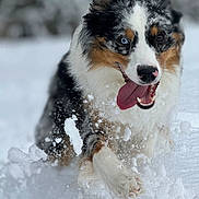 Zeppelin joined the competition — help win amazing prizes! dog, australian_shepherd, snow, tongue_out, running, playful, winter, outdoor, animal, pet, fur, happy, energetic, closeup, nature, cold, white, black, brown, blue_eyes