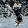 dog, snow, jumping, outdoor, forest, winter, playful, fur, animal, nature, trees, canine, active, cold, snowflakes, pet, happy, mammal, motion, landscape