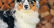 Zeppelin is registered to the contest to win money with this photo: alert, animal, australian_shepherd, blue_eye, blurred_background, brown_eye, canine, closeup, dog, fluffy, fur, heterochromia, nature, outdoor, pet, portrait, stacked_wood, standing, tricolor, wood_logs