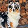 Zeppelin is registered to the contest to win money with this photo: dog, australian_shepherd, heterochromia, blue_eye, brown_eye, fur, animal, pet, outdoor, wood_logs, stacked_wood, blurred_background, portrait, canine, fluffy, tricolor, standing, nature, alert, closeup
