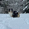 Zeppelin is registered to the contest to win money with this photo: dog, snow, winter, outdoor, animal, canine, fur, nature, cold, forest, tree, landscape, pet, mammal, fluffy, walking, curious, path, white, background