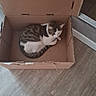Rio participe au concours pour gagner de l'argent avec cette photo : cat, cardboard_box, pet, animal, indoor, floor, wooden_floor, resting, curled_up, tabby_cat, white_fur, striped_fur, cute, cozy, home, relaxing, quiet, single_animal, domestic_animal, sleeping