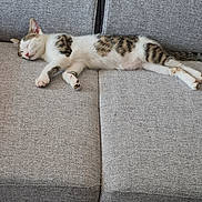 Rio a rejoint le concours — aidez-le/la à gagner de superbes lots ! cat, sleeping, couch, gray, striped, pet, feline, indoor, relaxed, resting, cozy, fur, whiskers, animal, domestic, comfort, home, soft, peaceful, nap
