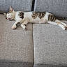 cat, sleeping, couch, gray, striped, pet, feline, indoor, relaxed, resting, cozy, fur, whiskers, animal, domestic, comfort, home, soft, peaceful, nap
