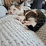 Rio participe au concours pour gagner de l'argent avec cette photo : kitten, cat, sleeping, resting, tabby, white, paw, blanket, cozy, indoor, furniture, chair, relaxation, cute, pet, domestic_animal, fur, closeup, home, calm