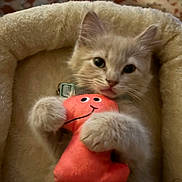 Toffee joined the competition — help win amazing prizes! kitten, cat, plush_toy, bed, soft, cozy, furry, cute, pet, animal, indoor, closeup, collar, whiskers, paws, playful, resting, orange, beige, cute_face