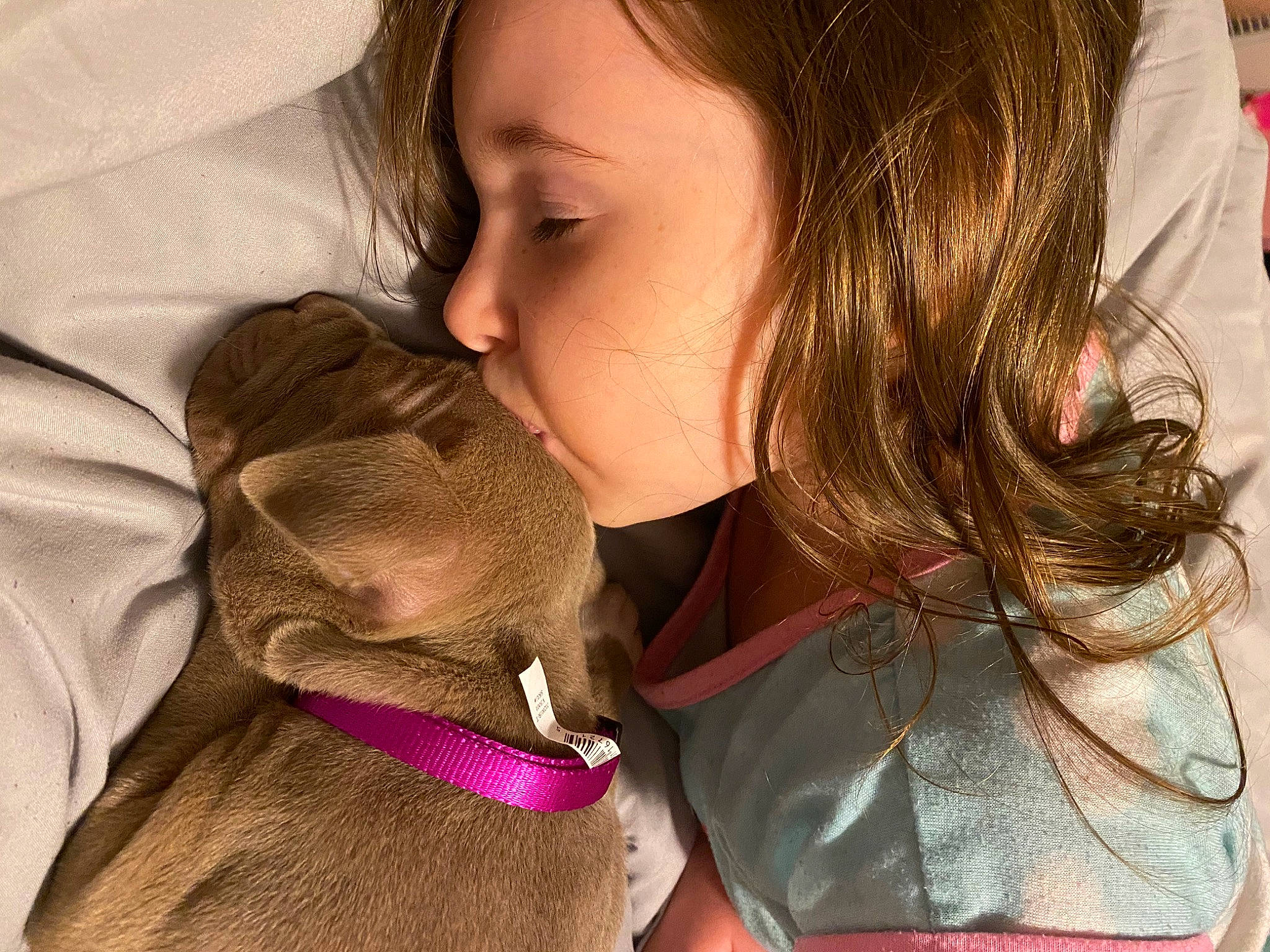 Francis joined the competition — help win amazing prizes! birth, brown_hair, canidae, cheek, child, ear, fawn, interaction, kiss, lip, love, mouth, neck, nose, puppy, puppy_love, sporting_group, throat, toddler, weimaraner
