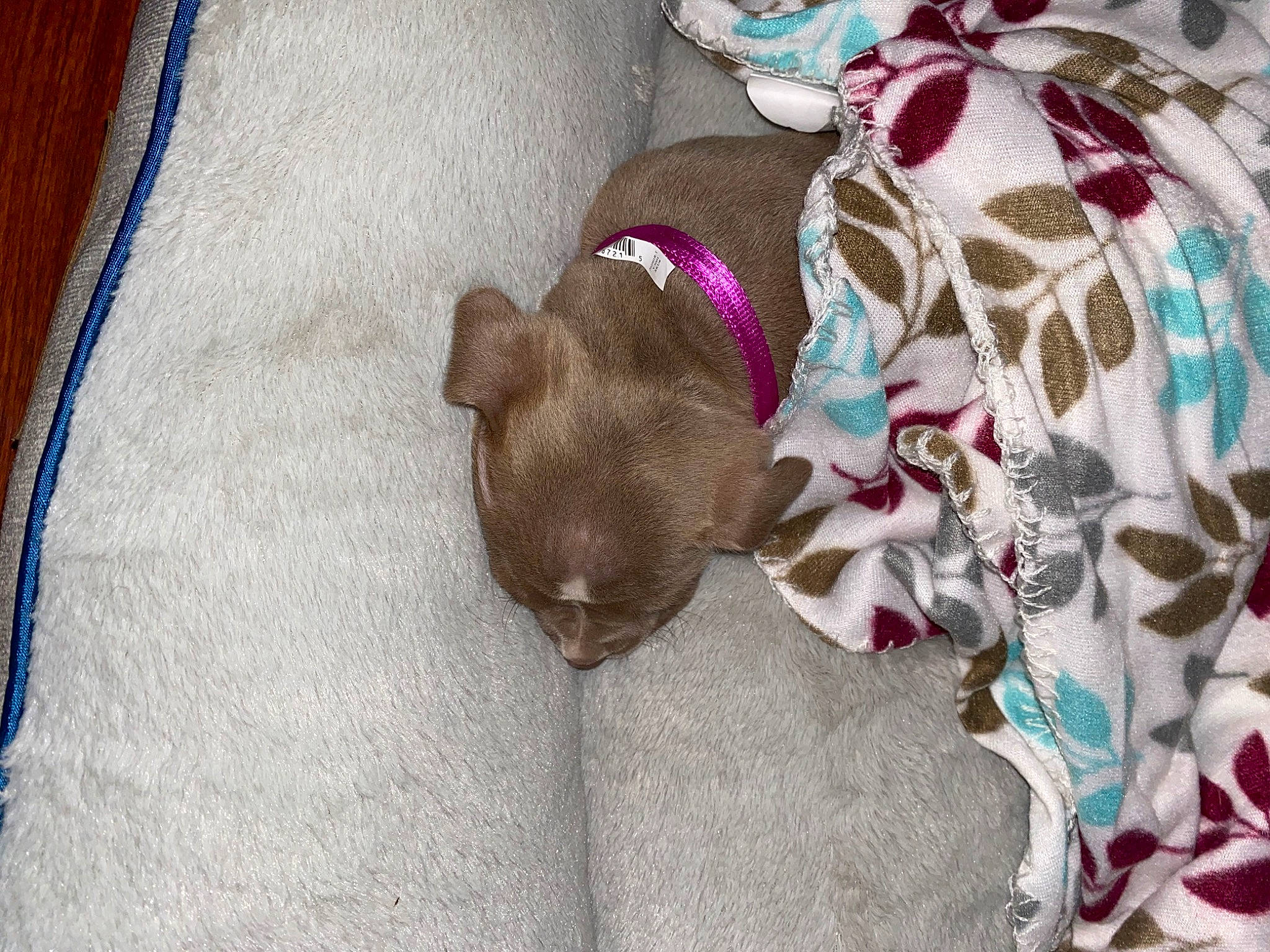 Francis joined the competition — help win amazing prizes! canidae, carnivore, chihuahua, dog, dog_breed, fawn, liver, puppy, sporting_group, toy_dog, weimaraner