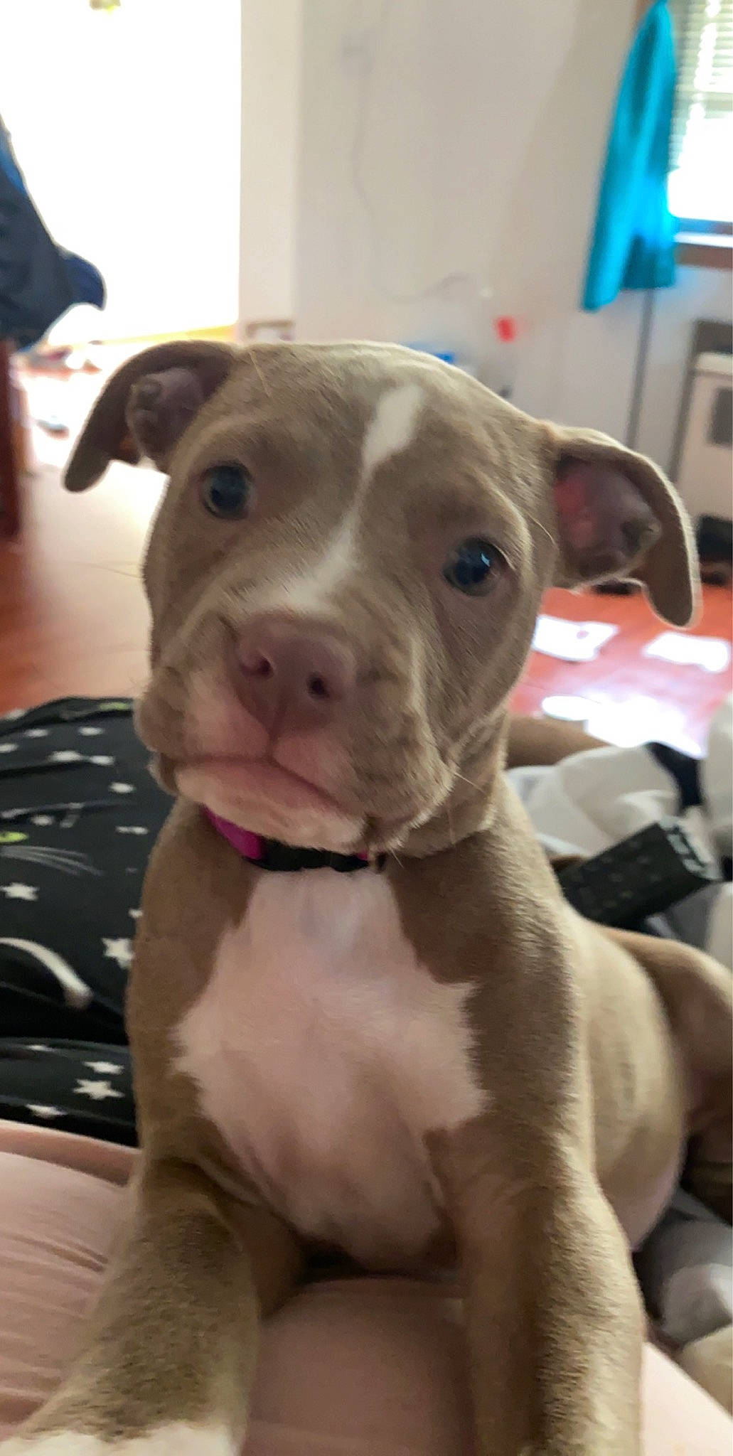 Francis is registered to the contest to win money with this photo: american_bulldog, american_pit_bull_terrier, american_staffordshire_terrier, canidae, carnivore, companion_dog, dog, dog_breed, ear, fawn, mammal, non_sporting_group, nose, pit_bull, puppy, rare_breed_dog, snout, staffordshire_bull_terrier, vertebrate
