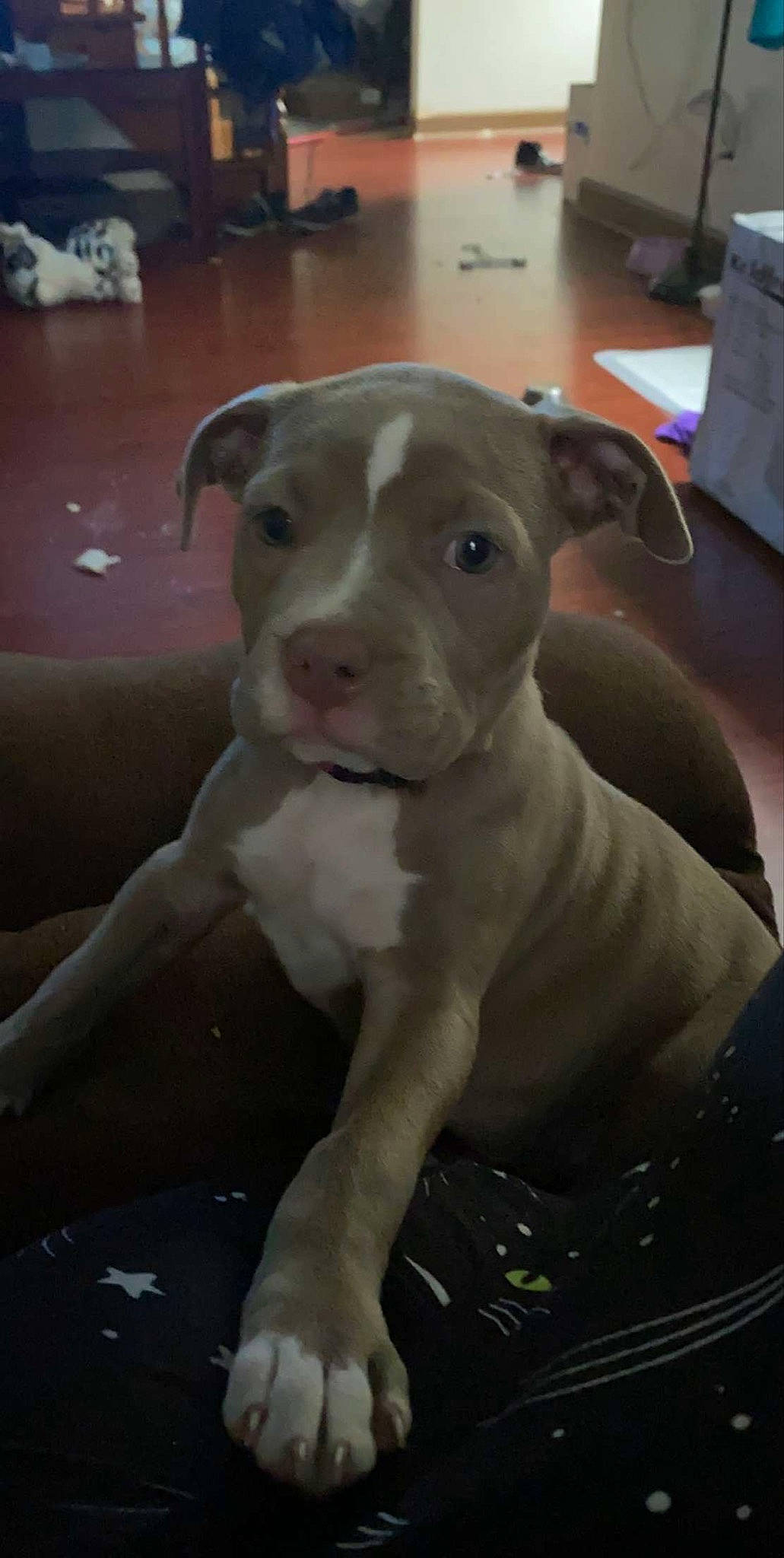 Francis is registered to the contest to win money with this photo: american_pit_bull_terrier, american_staffordshire_terrier, bull_and_terrier, canidae, carnivore, dog, dog_breed, fawn, mammal, non_sporting_group, nose, pit_bull, puppy, rare_breed_dog, snout, vertebrate